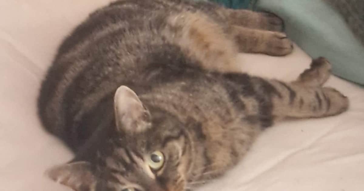 Heb jij Maze, Aica of Simbie gezien? Deze drie huisdieren worden in Landgraaf vermist