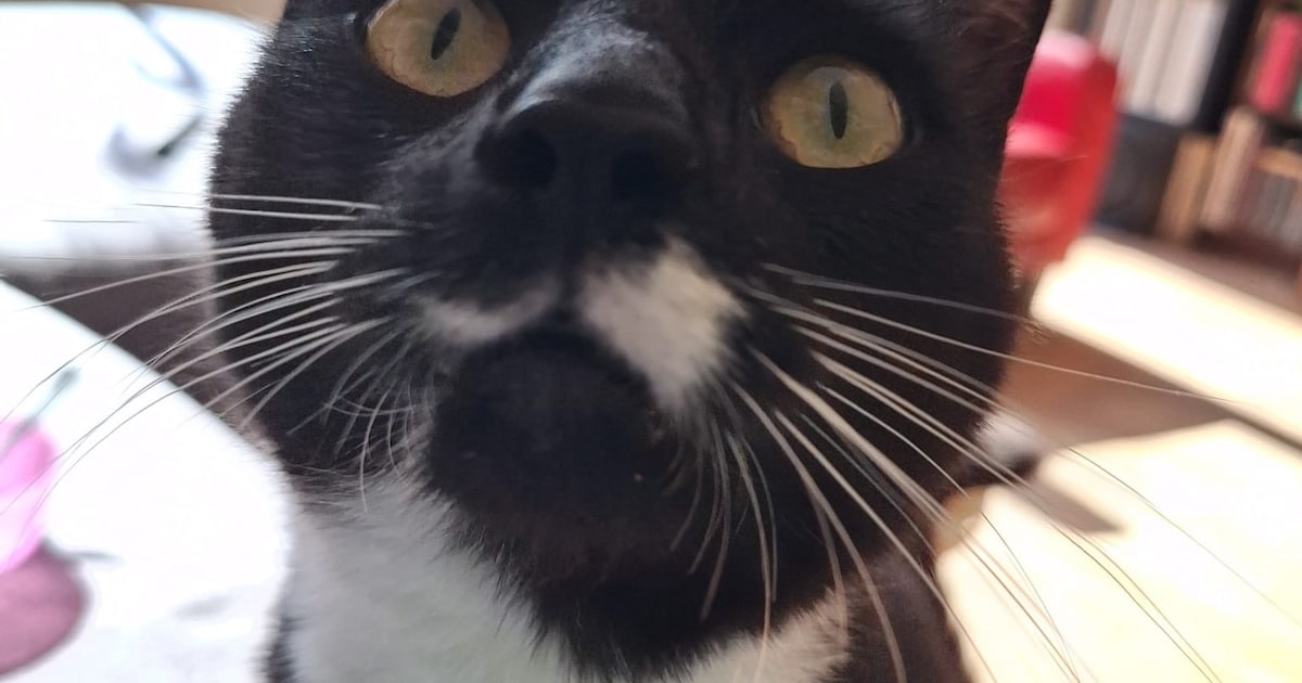 Heb jij Bolsky of Frits gezien? Deze twee huisdieren worden in IJsselstein vermist