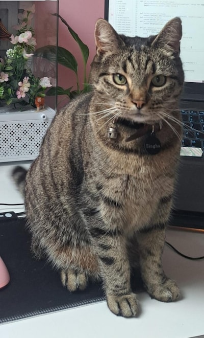 Heb jij Siam, Dexter of Cilek gezien? Deze 12 huisdieren worden in Tilburg vermist