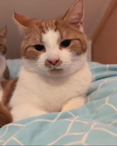 Heb jij Doerak, Melle of Gizmo gezien? Deze 20 huisdieren worden in Utrecht vermist