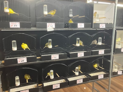 Regionale vogeltentoonstelling in Montfoort: toegang gratis, loterijen en verkoop