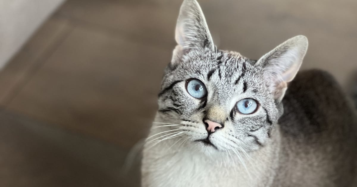 Heb jij Pip, Milo of Nora gezien? Deze drie huisdieren worden in Medemblik vermist