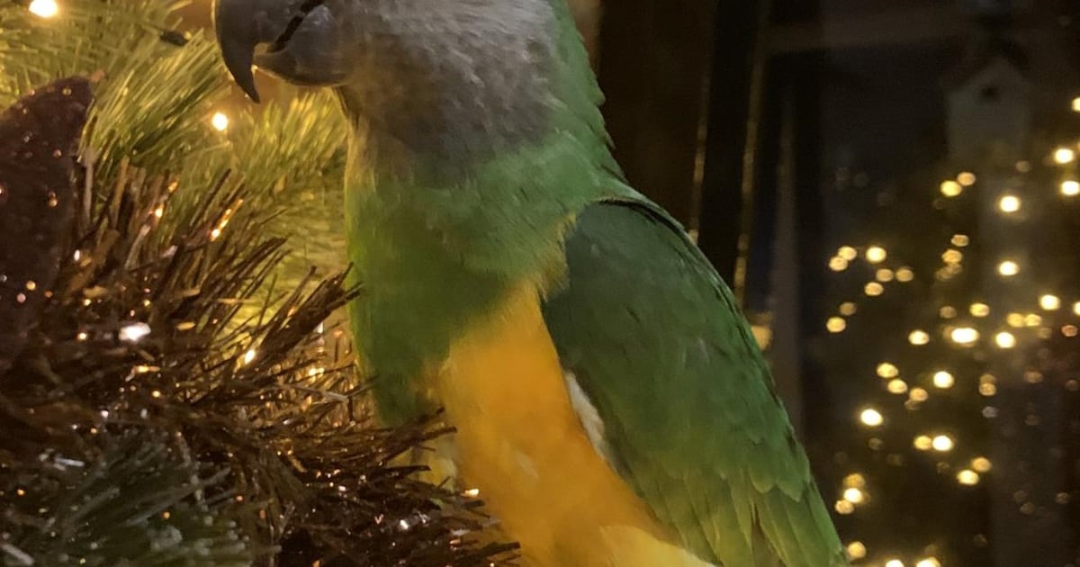 Heb jij Dj gezien? Dit huisdier wordt in Bunschoten-Spakenburg vermist