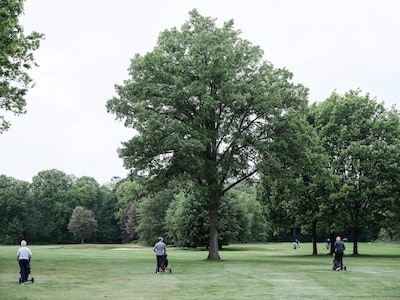 Kerngezonde boom staat golfers in de weg en dreigt gekapt te worden: ‘Idioot en zonde’