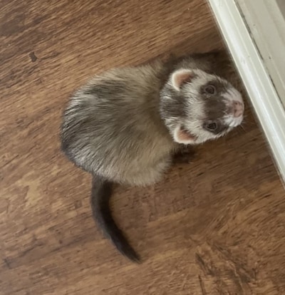 Heb jij Syzu gezien? Dit huisdier wordt in Veenendaal vermist