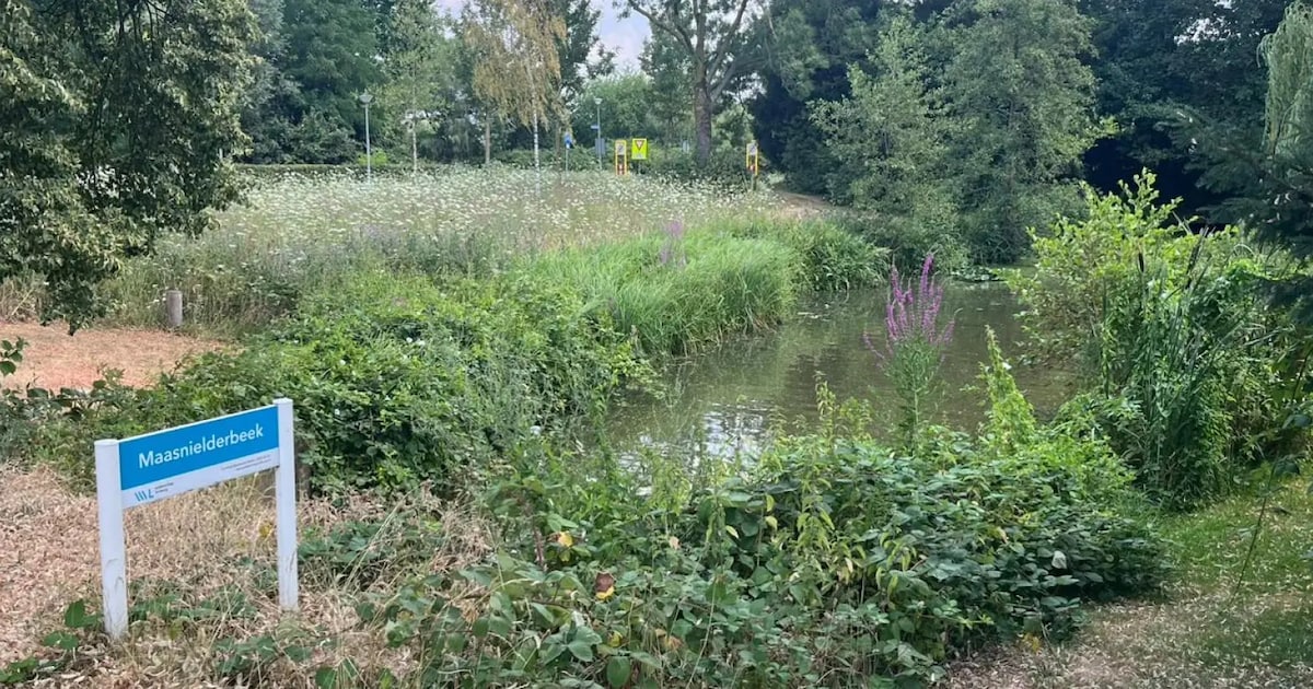 Waterkwaliteit Maasnielderbeek in Roermond neemt af door lage waterstand, gemeente grijpt in