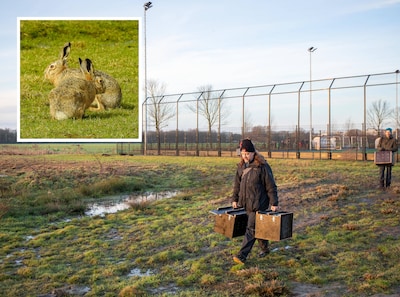 Leidsche Rijn raakt vol, dus worden hazen verplaatst: drie dieren overleven unieke actie niet