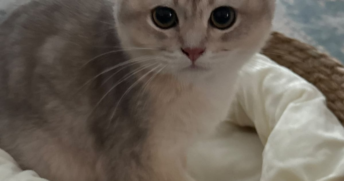 Heb jij Lumi gezien? Dit huisdier wordt in Heemskerk vermist