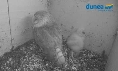 Zijn er al eitjes? Kijk live mee in de nesten van een kerkuil- en slechtvalkkoppel