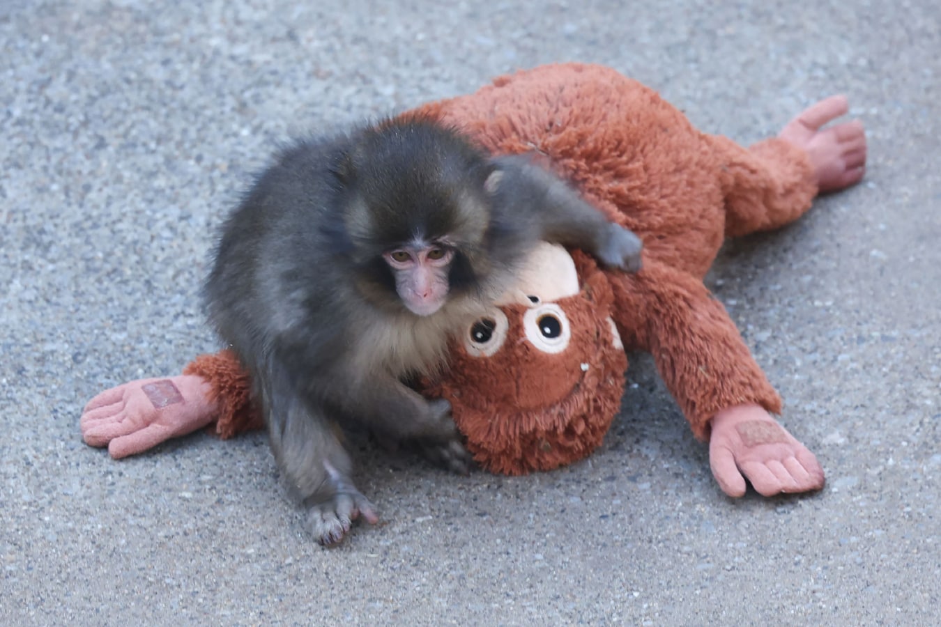 Gepest, alleen en troost zoekend bij een knuffel, waarom het verhaal ...