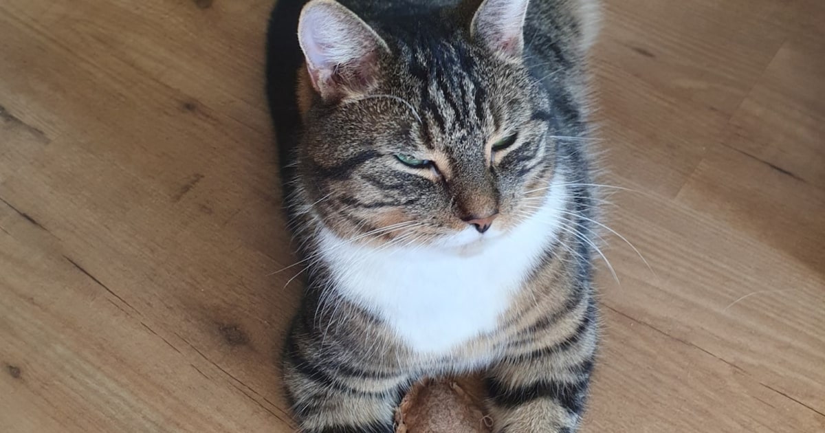 Heb jij Bente of Tijger gezien? Deze twee huisdieren worden in Teylingen vermist