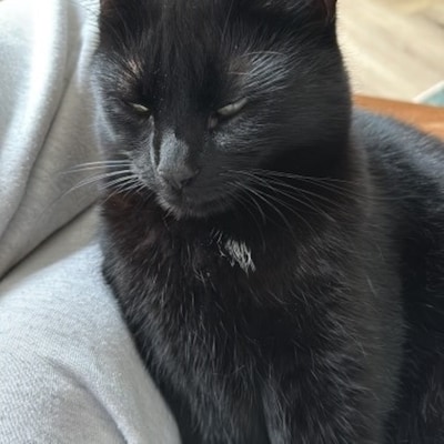 Heb jij Daisy of Pearl gezien? Deze twee huisdieren worden in Doetinchem vermist