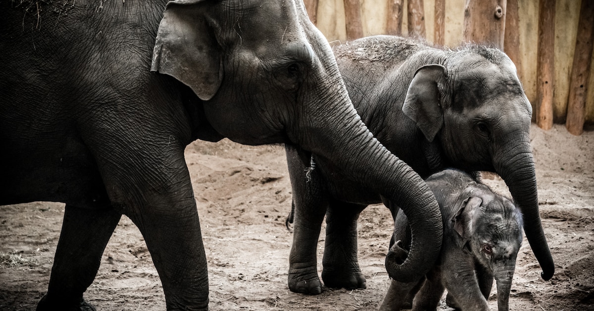Tweede olifantenkalf in Artis heet Yuki dankzij basisschool Beverwijk
