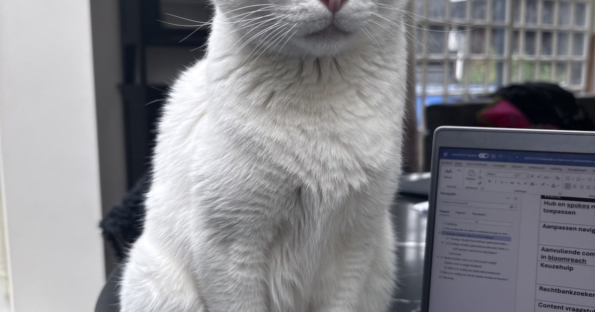 Heb jij Sammie of Ravi gezien? Deze twee huisdieren worden in Heerde vermist