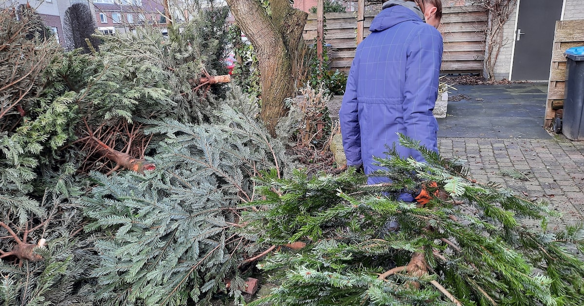 Kerstboom inleveren levert 50 cent op in Bodegraven-Reeuwijk