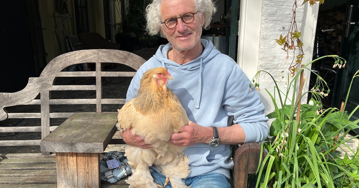 Cor en zijn geliefde kippen zijn bezienswaardigheid in Schiedam: ‘Ze zijn leuk en gezellig!’
