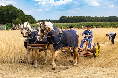 Paarden trekken de ploeg en de zeis gaat door het graan: Holten stapt terug in de tijd