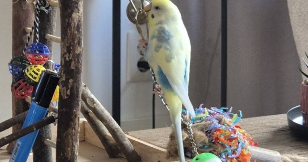 Heb jij Pino gezien? Dit huisdier wordt in Scherpenzeel vermist