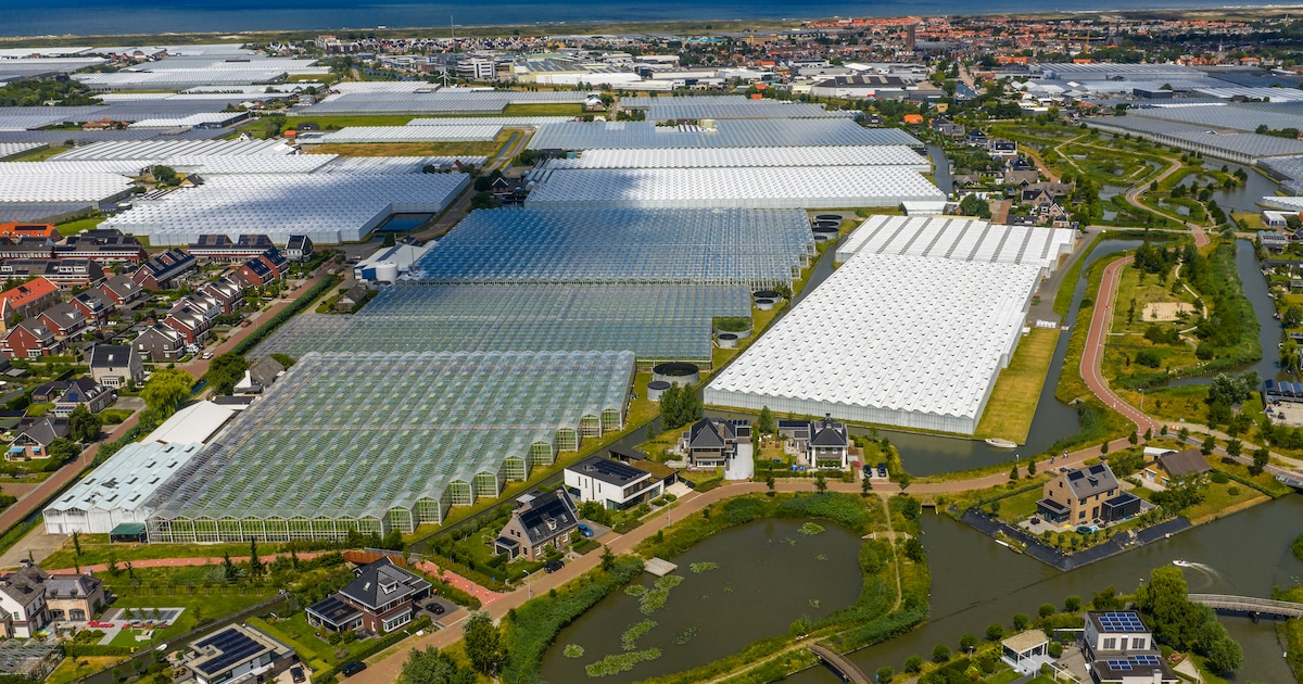 Hoe een ‘rode woning’ het leven van een Westlands echtpaar op zijn kop dreigt te zetten