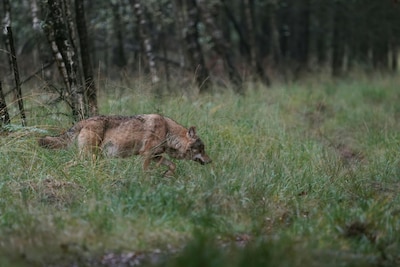 Zoekactie naar vermiste man op Veluwe gestaakt vanwege aanwe