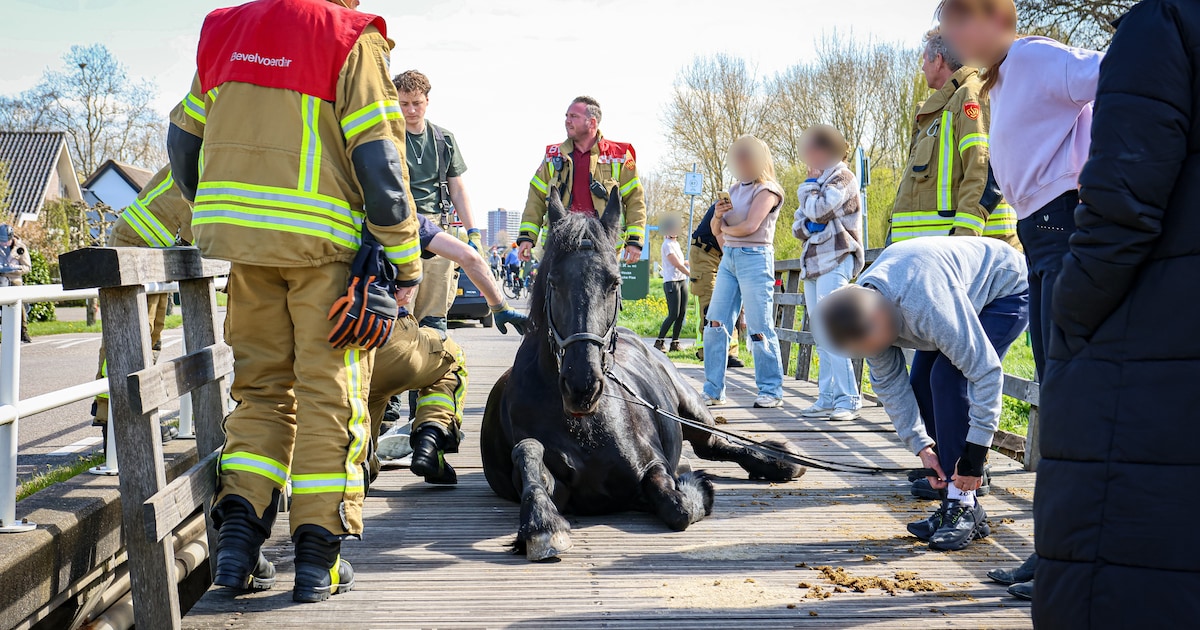 Paard zakt door plank van brug in Bergschenhoek