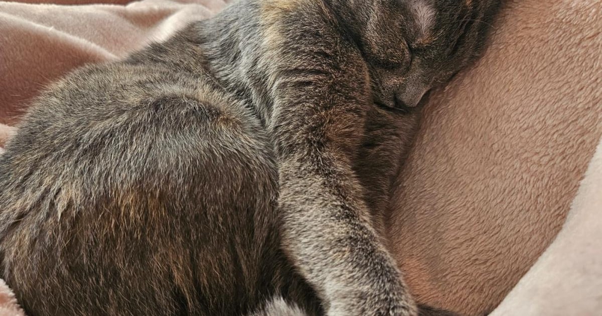 Heb jij Spicy gezien? Dit huisdier wordt in Vlissingen vermist