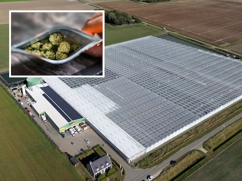 Overvallers beroofden de lage wietkwekerij in Hellevoetsluis met een wit vrachtwagentje dat ze volstouwden met drugs. 