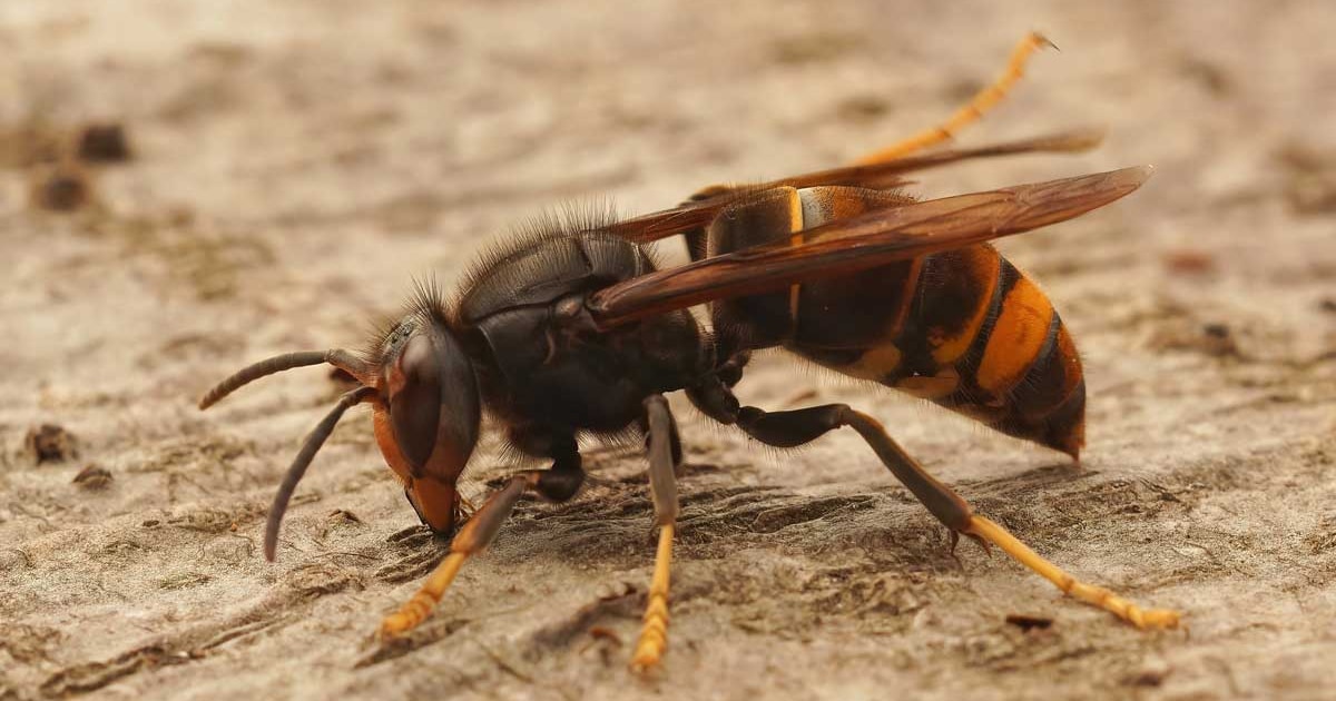 Berg en Dal deelt gratis Ahembriox uit tegen Aziatische hoornaar