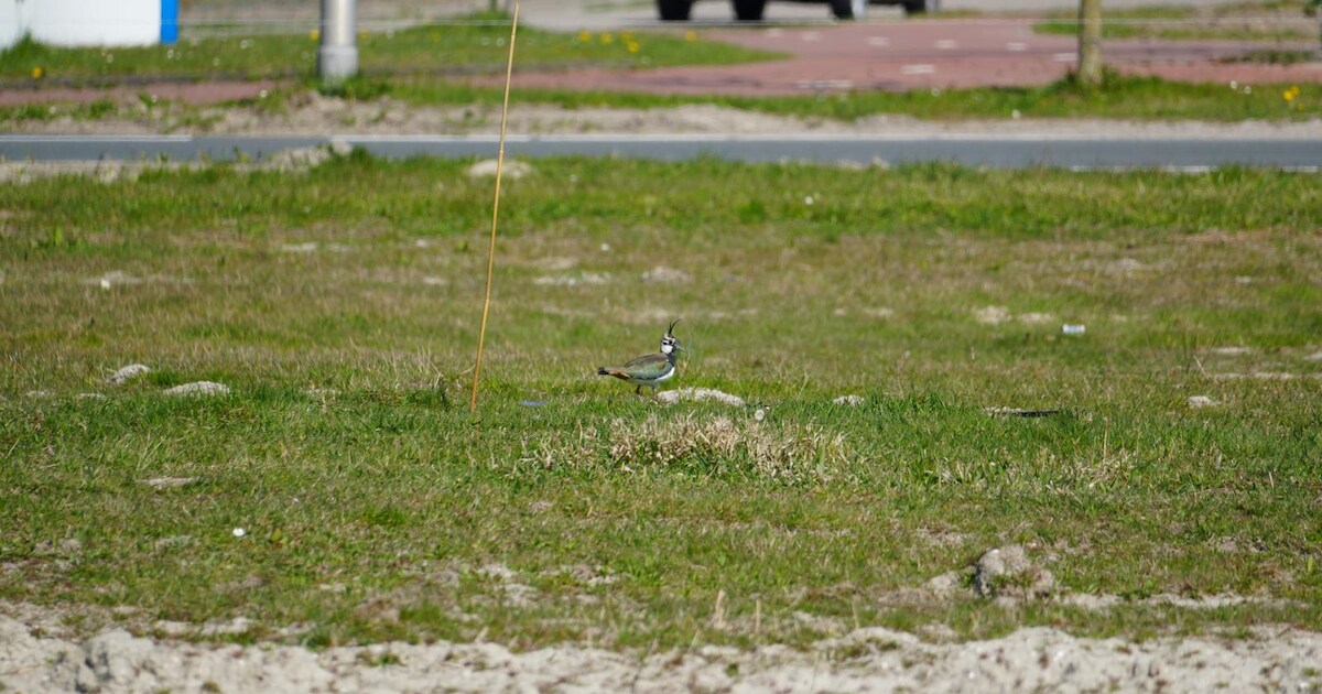 Kievitsnest aangetroffen op azc-terrein in Harnaschpolder: ‘Mag niet ...