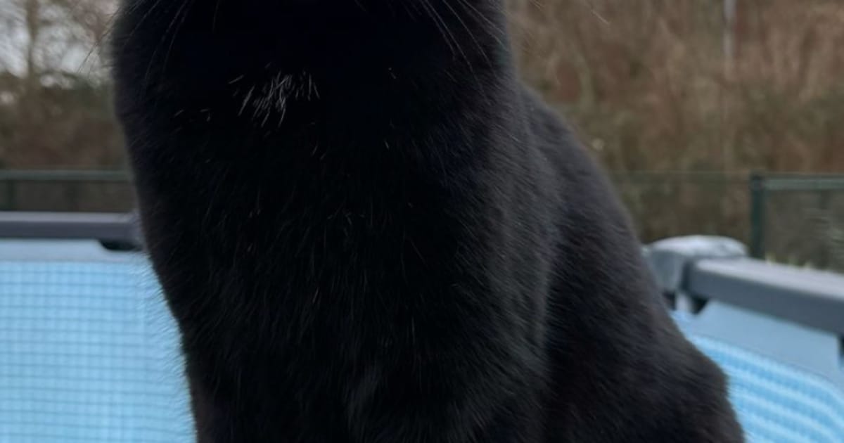 Heb jij Pasha of Diesel gezien? Deze twee huisdieren worden in Terneuzen vermist