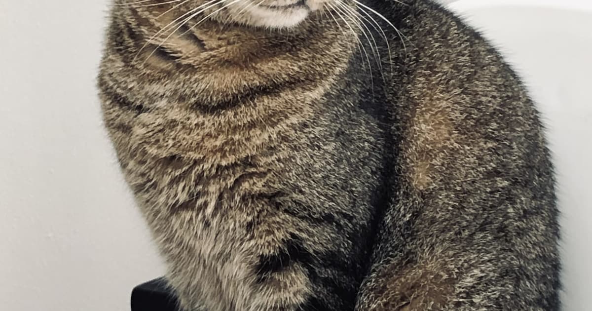 Heb jij Siep gezien? Dit huisdier wordt in Alkmaar vermist