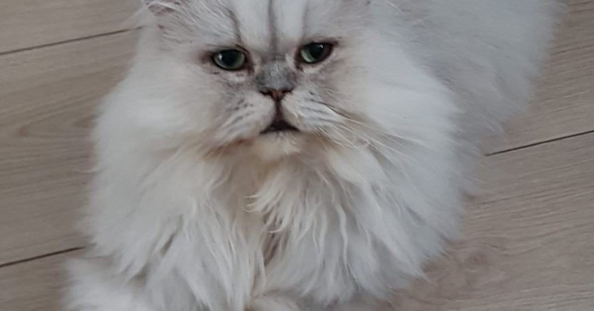 Heb jij Yeti gezien? Dit huisdier wordt in Wierden vermist