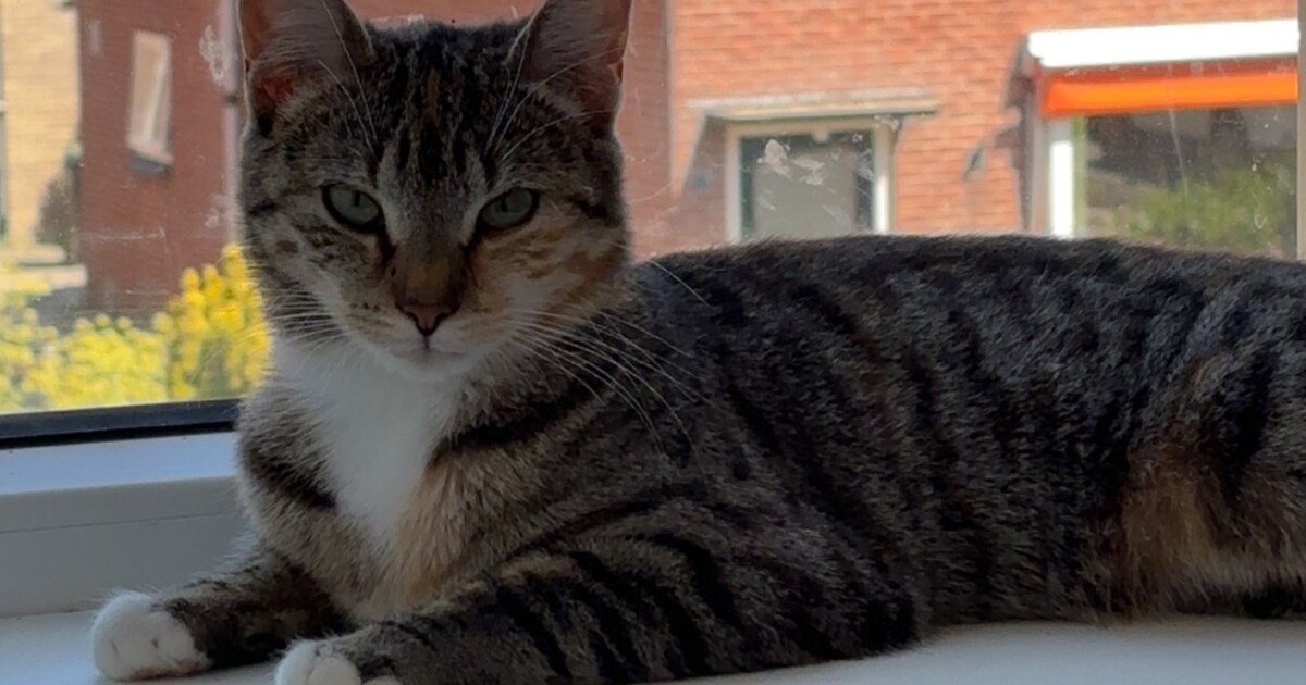 Heb jij Mia, Lizzy of Mimi gezien? Deze drie huisdieren worden in Drechterland vermist