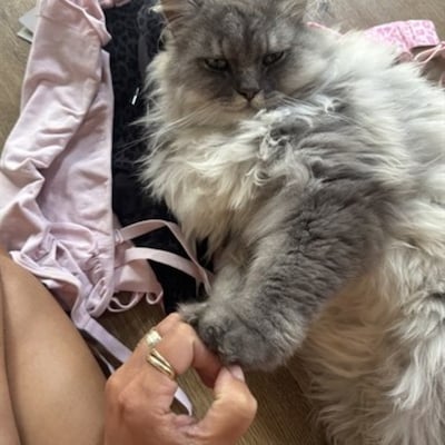 Heb jij Coco, Nacho of Snooze gezien? Deze zes huisdieren worden in Zwolle vermist
