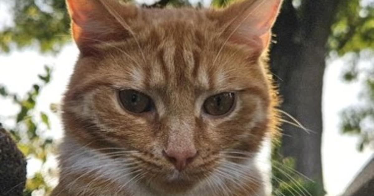 Heb jij Rio gezien? Dit huisdier wordt in Gulpen-Wittem vermist