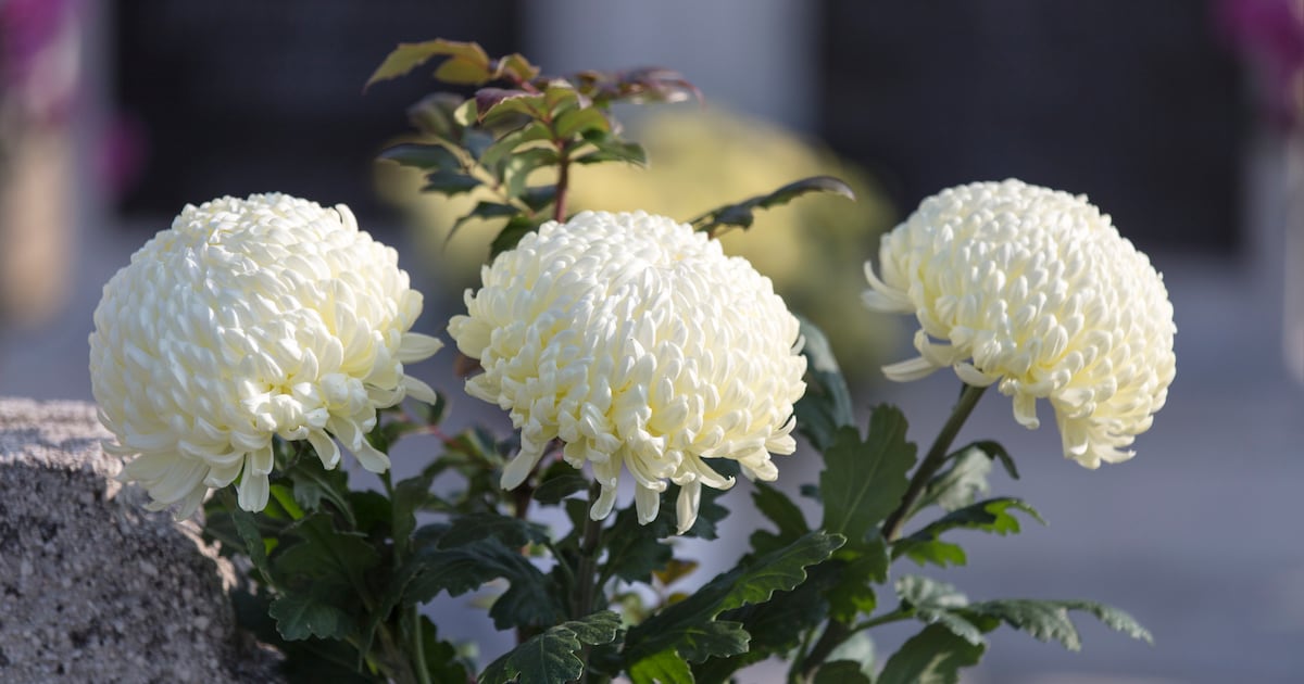 Uitbreiding begraafplaats Memento Mori in Waarde begint vrijdag