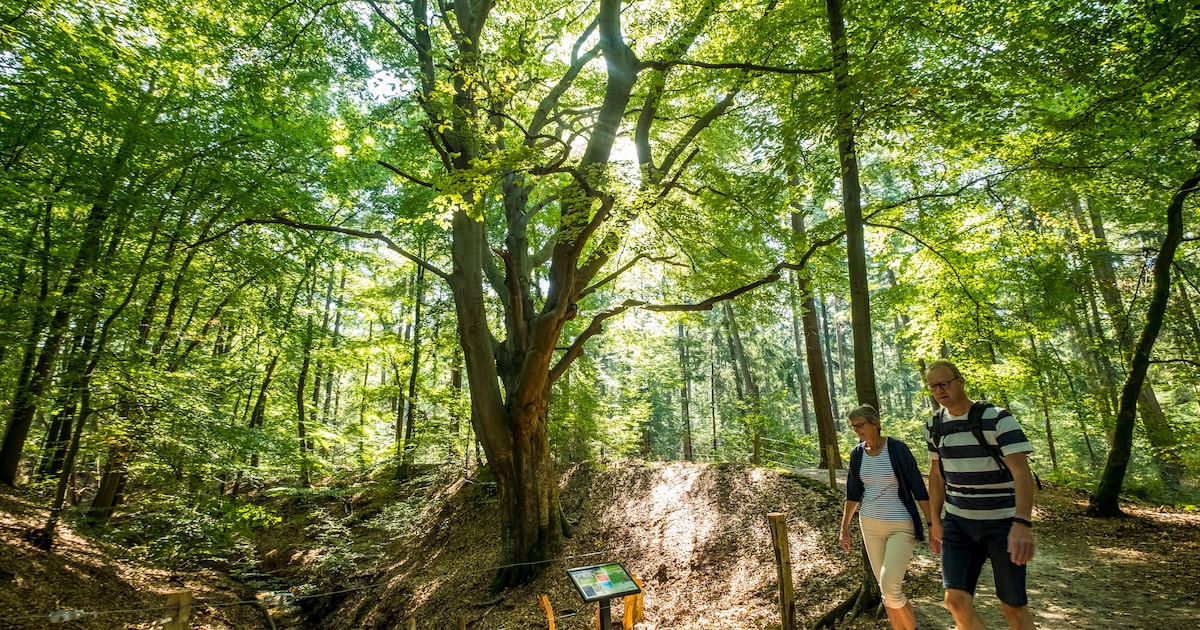 Hattem vernieuwt lijst van bijzondere bomen, expert maakt ronde door gemeente