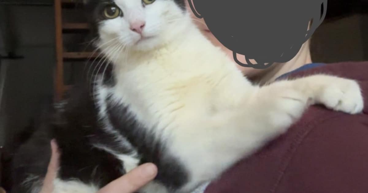 Heb jij Lio, Mickey of Suki gezien? Deze zeven huisdieren worden in Medemblik vermist
