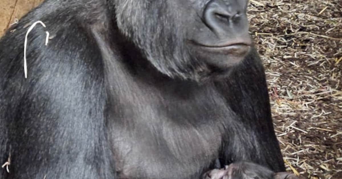 Gorilla jong geboren op nieuwjaarsdag in GaiaZOO Kerkrade