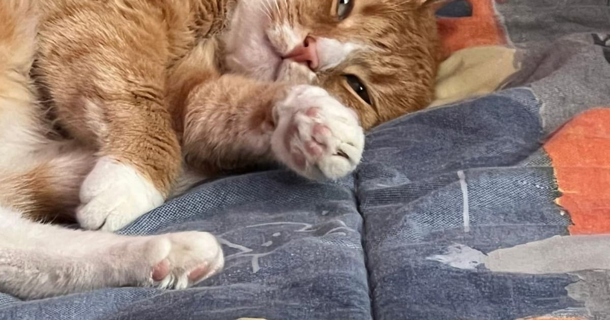 Heb jij Ravi, Bueno of Simba gezien? Deze drie huisdieren worden in Boxtel vermist