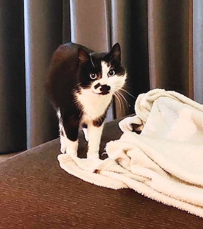 Heb jij Grizzy, Benji of Neo gezien? Deze 16 huisdieren worden in Groningen vermist