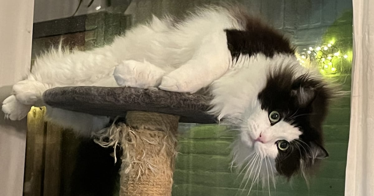 Heb jij Maki, Pixel of Bluey gezien? Deze vijf huisdieren worden in Lansingerland vermist
