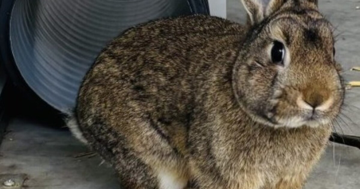 Heb jij Mickey gezien? Dit huisdier wordt in Midden-Delfland vermist