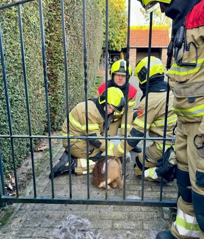 Brandweer redt hertje dat vastzit tussen spijlen van hek in Keldonk