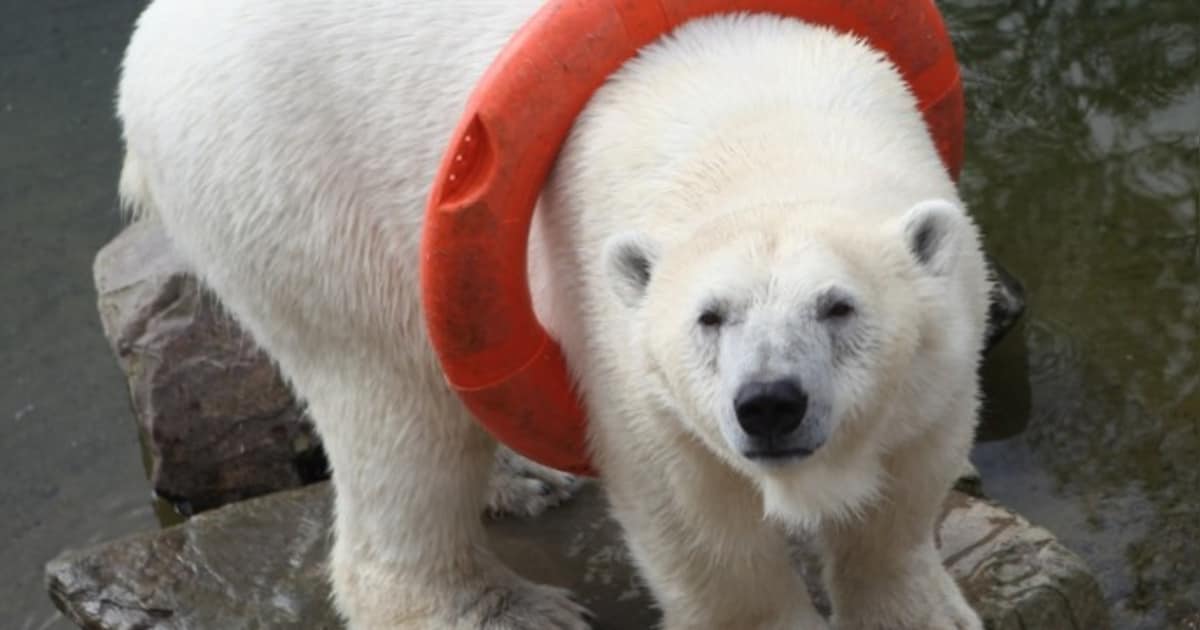 Ouwehands Dierenpark neemt afscheid van oudste ijsbeer van Nederland (32)