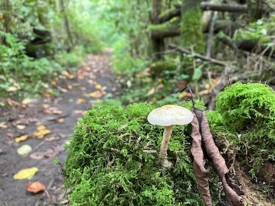 Hallo herfst! Hier in en rond Zoetermeer kun je paddenstoelenwandelingen maken.