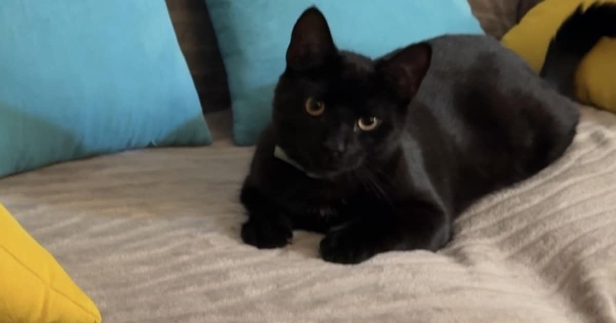 Heb jij Leo gezien? Dit huisdier wordt in Nieuwegein vermist