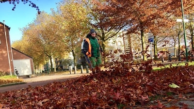 Bladval in Hengelo: dit doet de gemeente (en dit kun jij zelf doen)