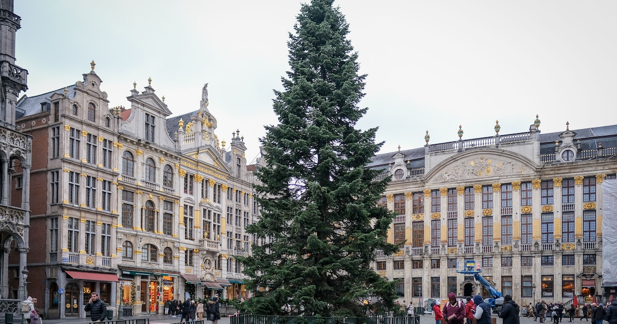 Wensboom op de Markt in Hasselt wordt binnenkort ontstoken