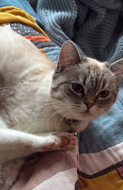 Heb jij Mia gezien? Dit huisdier wordt in Helmond vermist